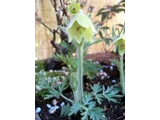 Pulsatilla vulgaris