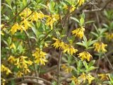 Chinese syringa