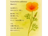 ハナビシソウ