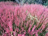 Lythrum anceps