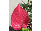 Anthurium