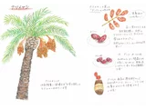椰棗