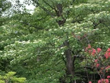 灯台树