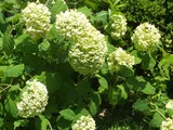 西洋紫陽花 アナベル