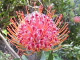 Pincushion
