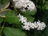 Ligustrum sinense