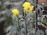 伊勢菊 菊>中菊>古典菊