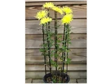 江戸菊 菊>古典菊
