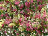 Chinese fringe flower