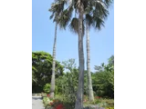 Washingtonia Robusta