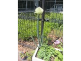 Welsh onion
