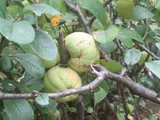 Flowering quince