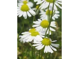 Matricaria chamomilla