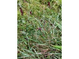 Waremokou or Sanguisorba