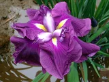 花菖蒲 ’鬼ヶ島'