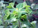 Euphorbia helioscopia