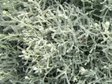 Lavender cotton