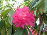 Rhododendron ‘Taiyo’