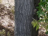 Sawtooth oak