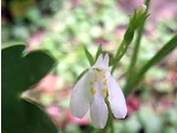 白花匍茎通泉草