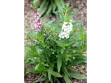 Angelonia serena