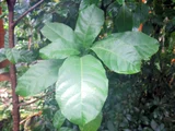 Pingpong tree
