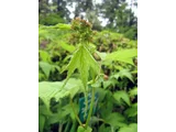 Filipendula multijuga