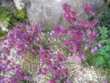 Allium kiiense
