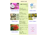 喜林草
