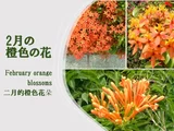 Ixora coccinea