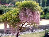 Japanese wisteria