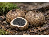 Elaphomyces