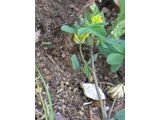 钝叶车轴草