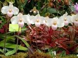 Paphiopedilum derenati