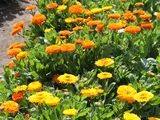 金盞花