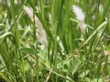 Imperata cyindrica