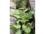 Cirsium purpuratum