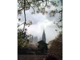 大島桜