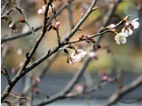 イザヨイザクラ