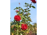 Rose 'Niccolo Paganini'
