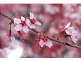 阿亀樱
