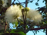 白缨花