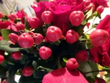 The red berries are a popular | Hypericum androsaemum