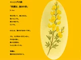 エニシダ