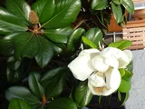 荷花玉兰