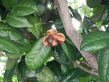 山茶花