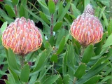 Pincushion