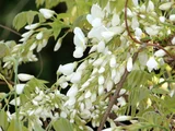 ヤマフジ '白花美短'