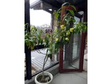 Camellia chrysantha