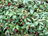 Rock cotoneaster